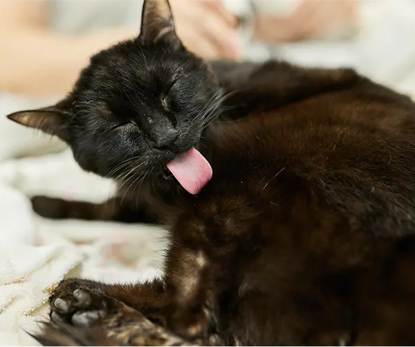 スクロール画像