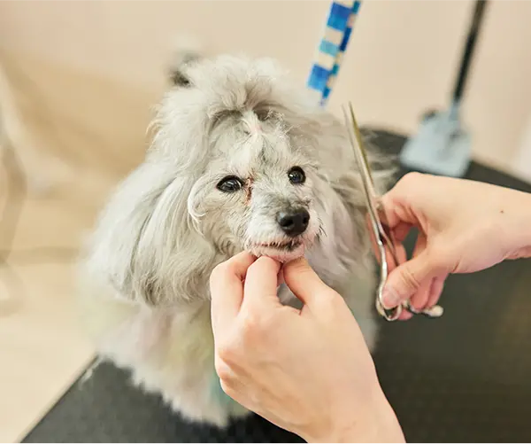 スクロール画像