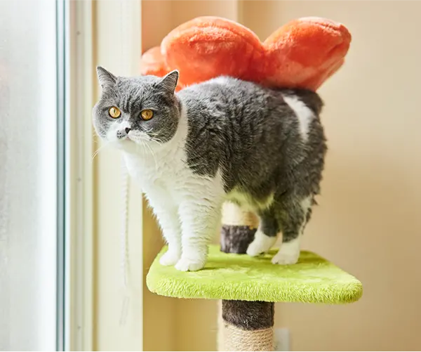 スクロール画像